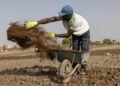 Iran Conflict Pushes Farmers Toward Compost and Natural Fertilizers